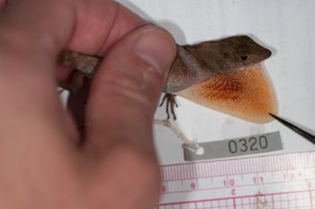 Media type: image;   Herpetology R-186210